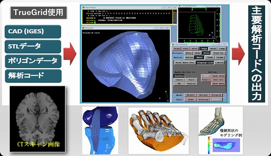 バイオメカニクス応用